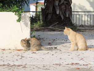 Katten en honden op Zakynthos