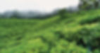 tea-colombia-Bitaco-field-crdt-Agricola-Himalaya-S.A.jpg