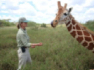Elizabeth Harcourt, BACP psychotherapist with a giraffe in Kenya