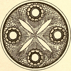 circular-diatom-lge.jpg