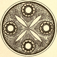 circular-diatom-lge.jpg