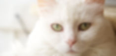 White Cat