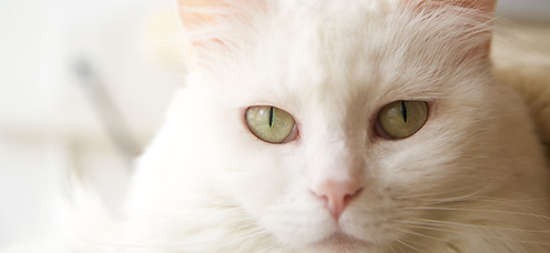 Chat blanc