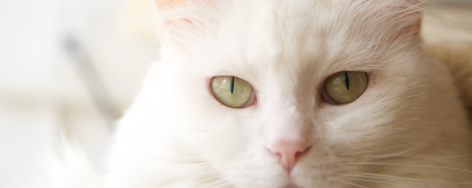 White Cat