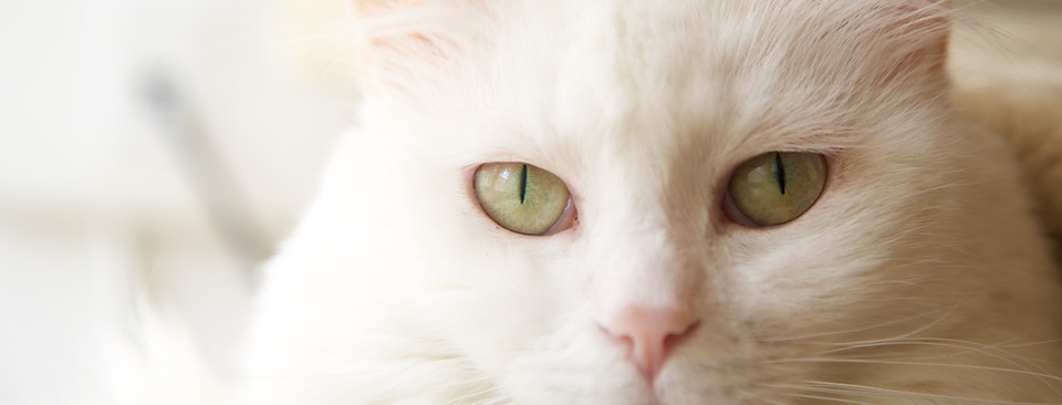 白い猫