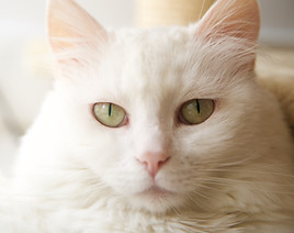 White Cat
