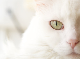 白い猫