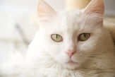 Pet Photography: "The Heart of Your Pets”