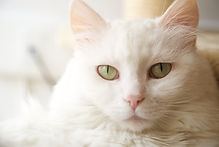 Weiße Katze