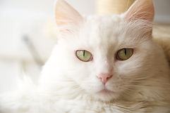 White Cat