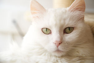 Chat blanc
