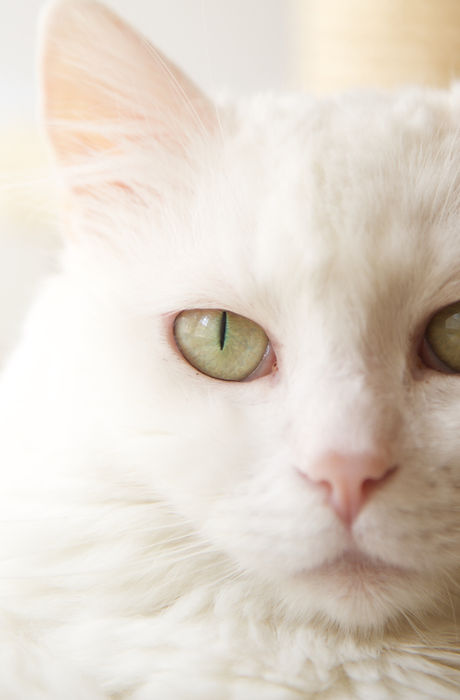 White Cat