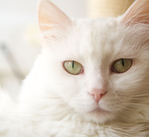 White Cat
