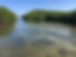 Mangrove