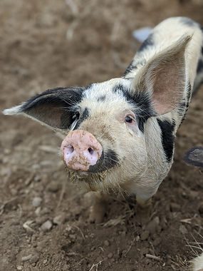 Pigs at Tibbs.jpg