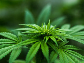 Jail time for non-licensed farmers, Hemp Regulatory body proposed in new Hemp Bill