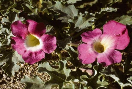 Griffe du Diable (Harpagophytum pocumbe)