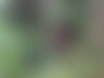 Professora é encontrada morta com sinais de estrangulamento em área de mata no Nova cidade