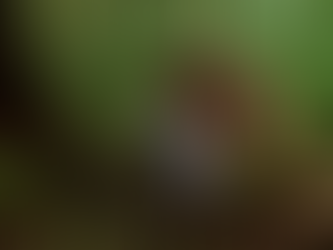 Governo federal pagará extrativistas nos estados do Amazonas e Rondônia para manter floresta em pé