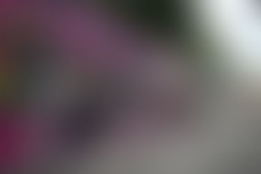 Gastronomia: Com preços acessíveis e sabores regionais, ‘#SouManaus 2025’ conquista público e turistas