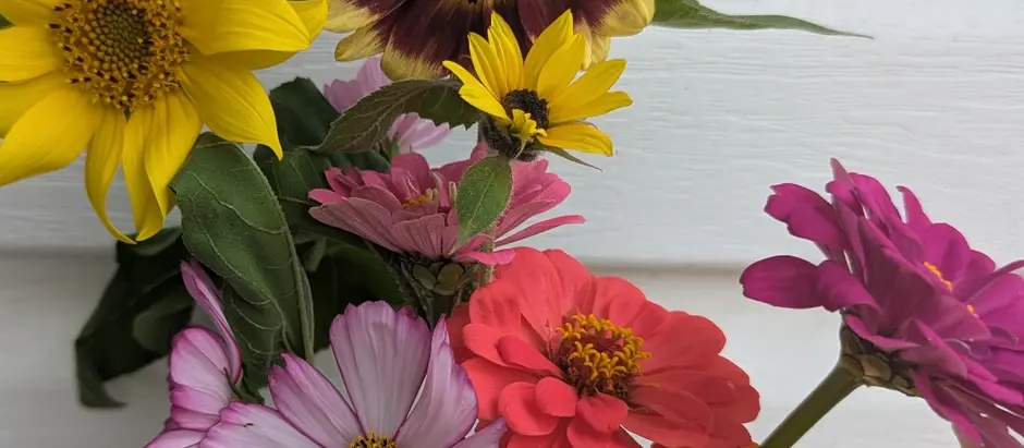 🏵️28 days left until Regional Canada🏵️