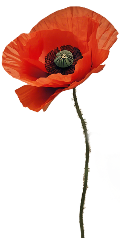 one single  red poppy cut out.png
