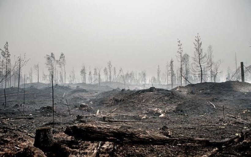 Forest fire aftermath.jpeg