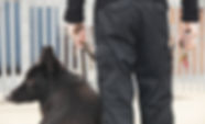 Guardia de seguridad con perro