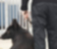 Wachmann mit Hund