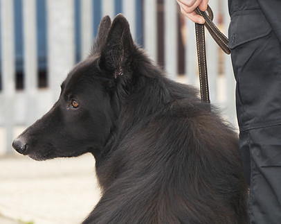 Guardia de seguridad con perro