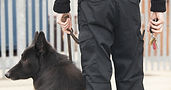 Security Guard with Dog
