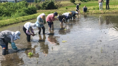 今年も手植えで田植え