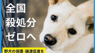 日本の犬の殺処分ゼロを目指す！