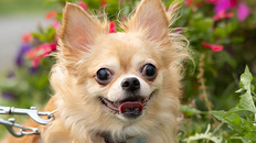 動物たちの未来を守る！保護活動の最前線