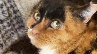 猫と人、共生の一歩！愛媛の地で動物愛護活動が熱い！