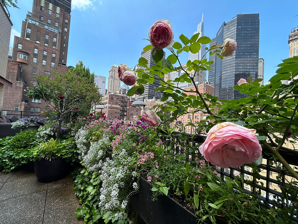 Beautiful roses blooming on rooftop lattice, overlooking NYC.jpeg