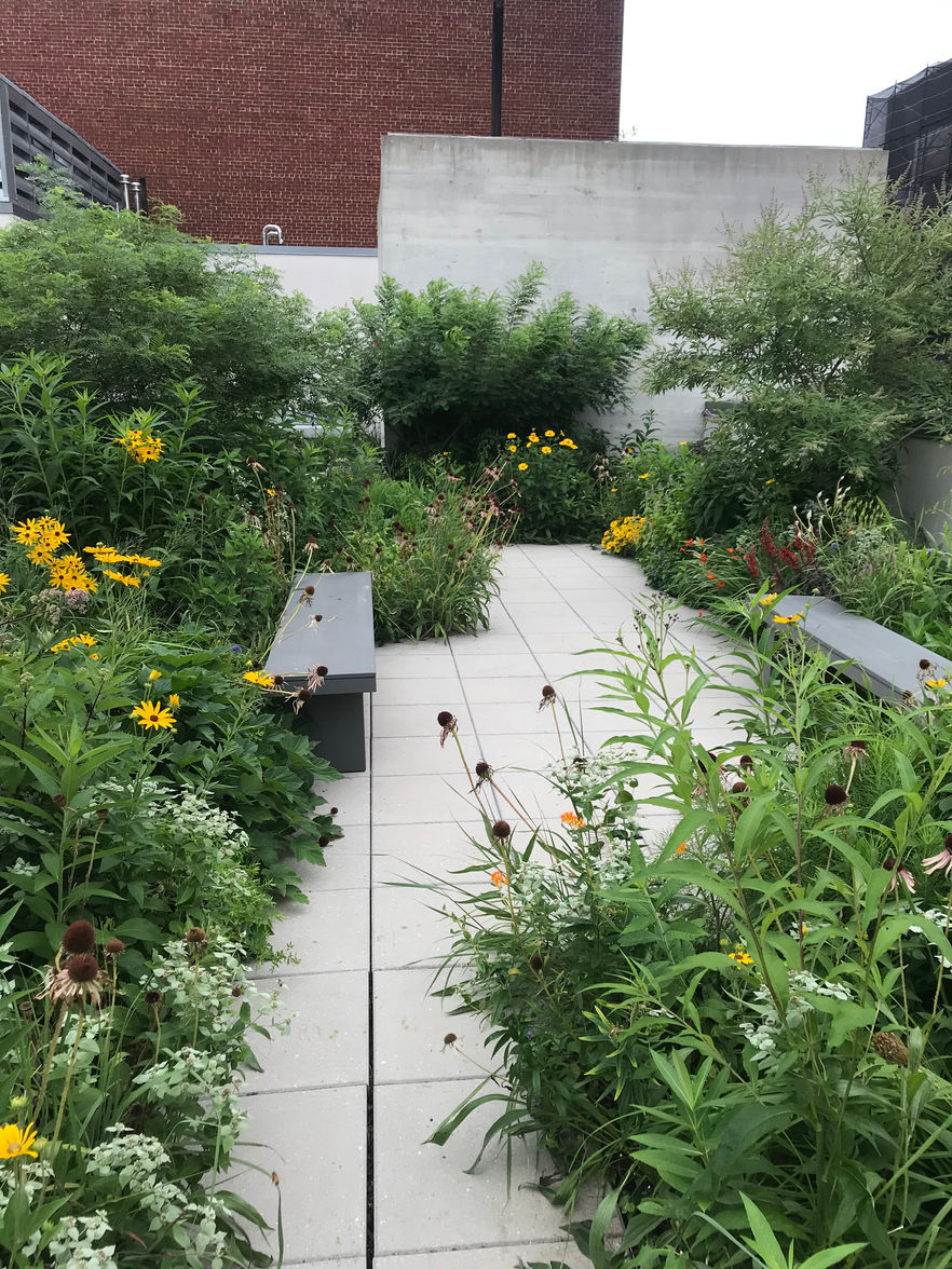 View of plants and benches on a rooftop garden setting christygardens