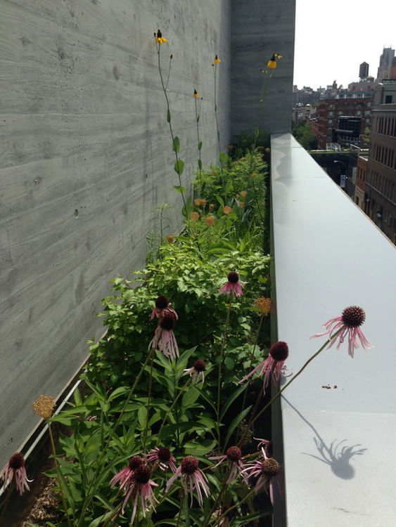 Flowers bloom on a modern rooftop terrace with a city view.