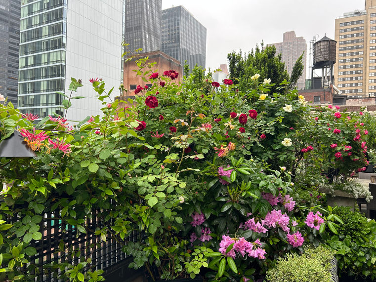 Lush garden of flowers overlooking the city