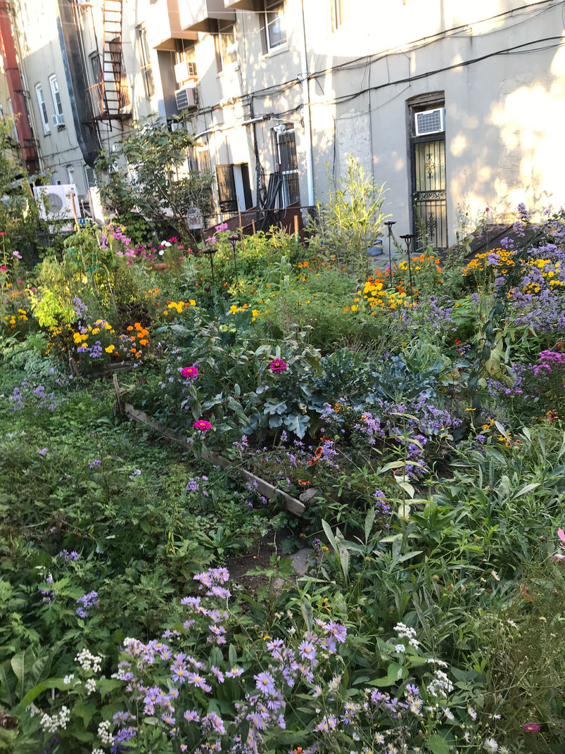 Garden filled with mixed flowers, foliage and buildings in the background.