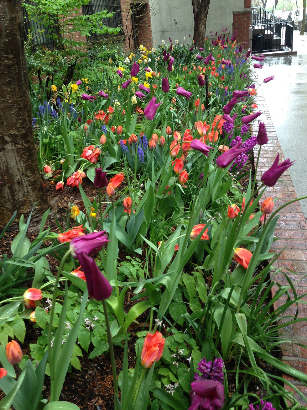 sidewalk garden in spring spilling with greens, red and purple tulips.