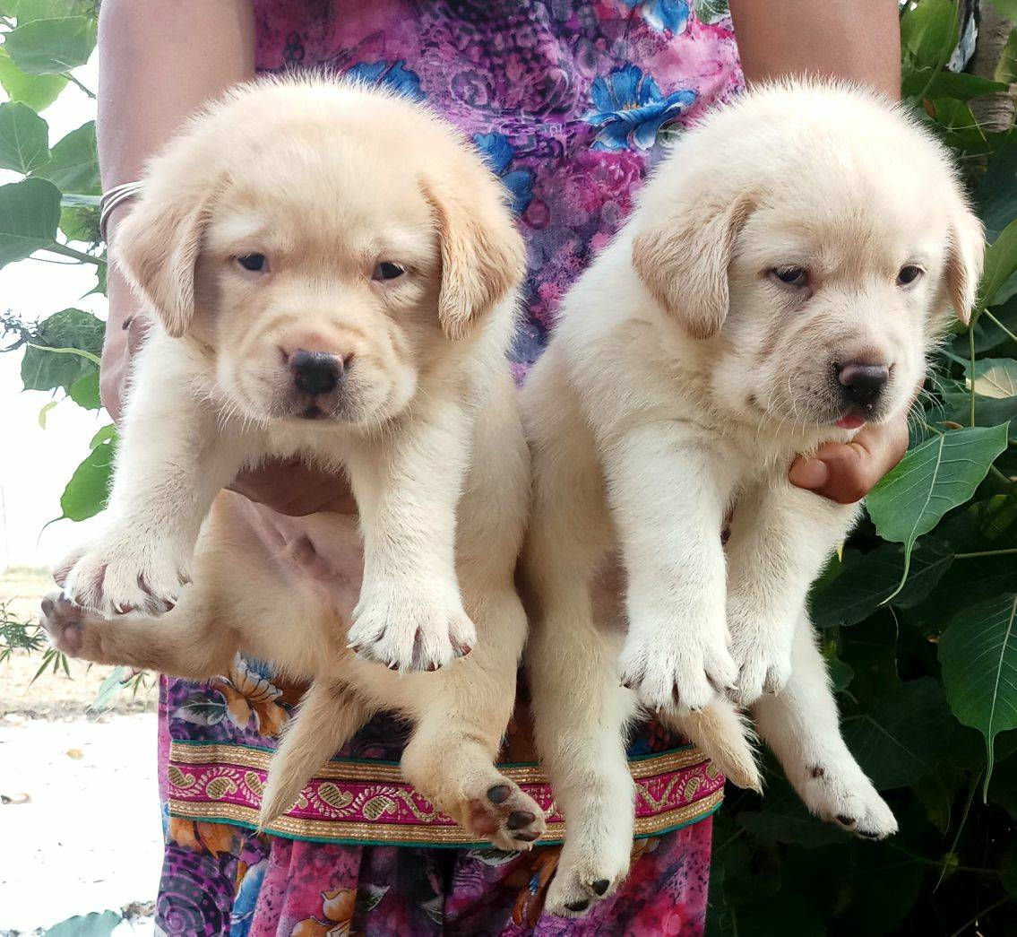 Labrador Fawn Heavy Quality 