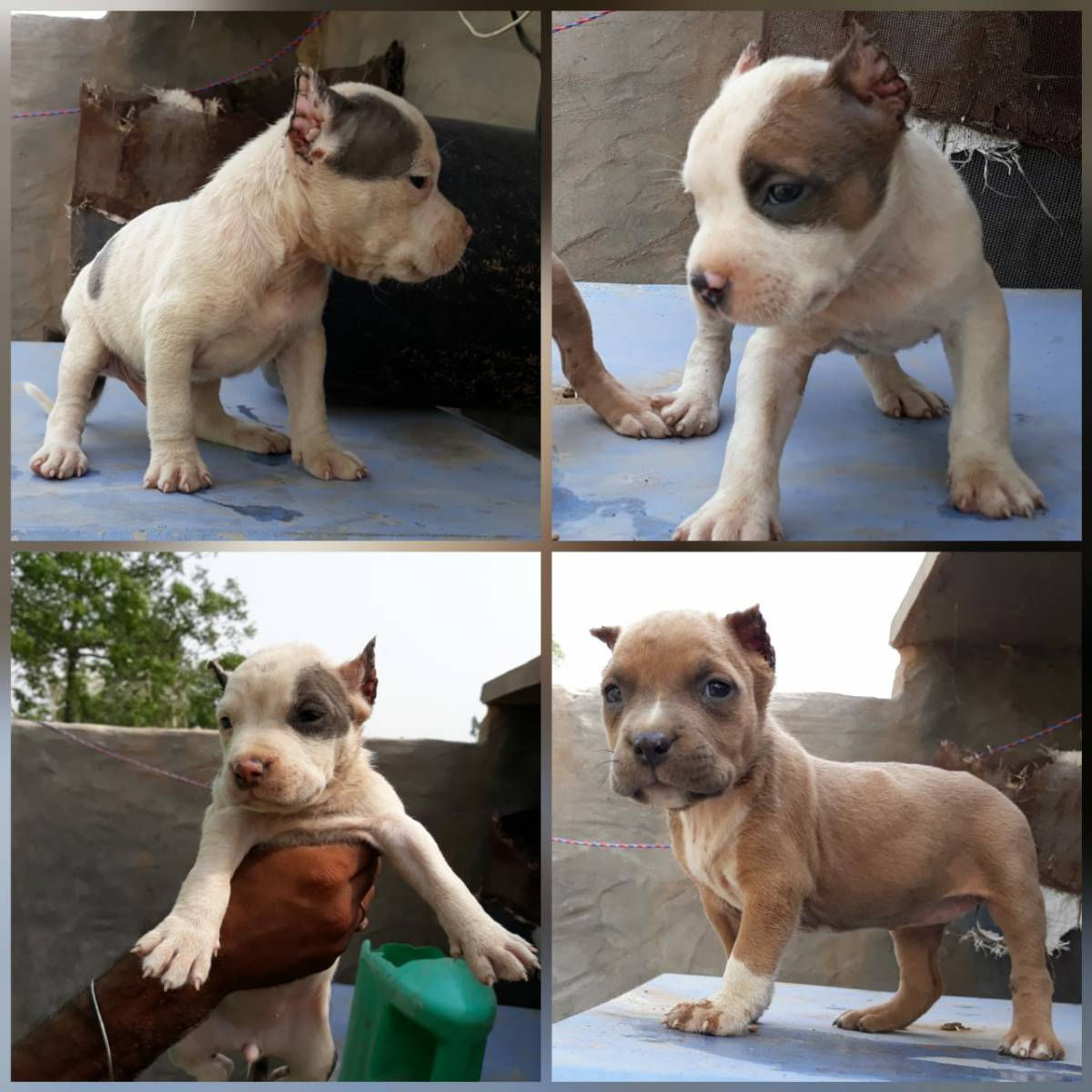 American Bully Cropped Ears