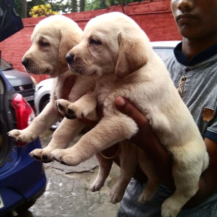 Thumbnail: Labrador Retriever