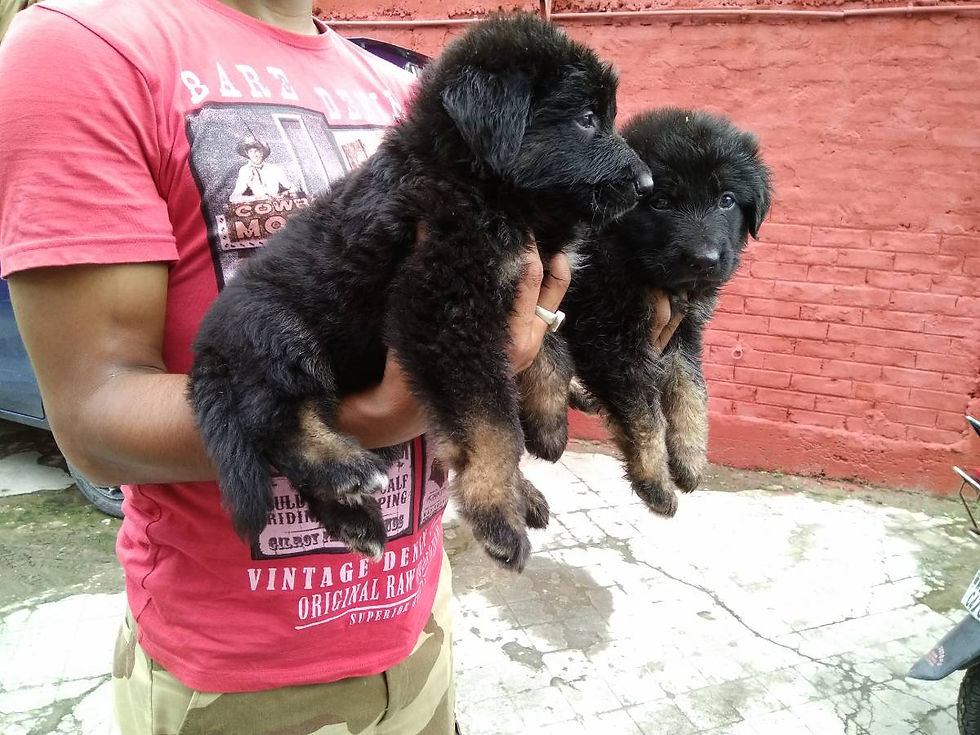 Thumbnail: GSD: Heavy Double Coats