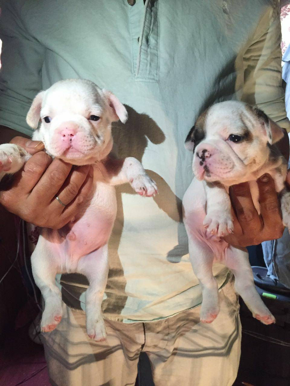 Thumbnail: French Bulldogs: Show Quality