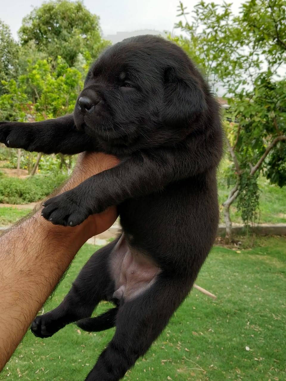 Thumbnail: Labrador Black Heavy Quality