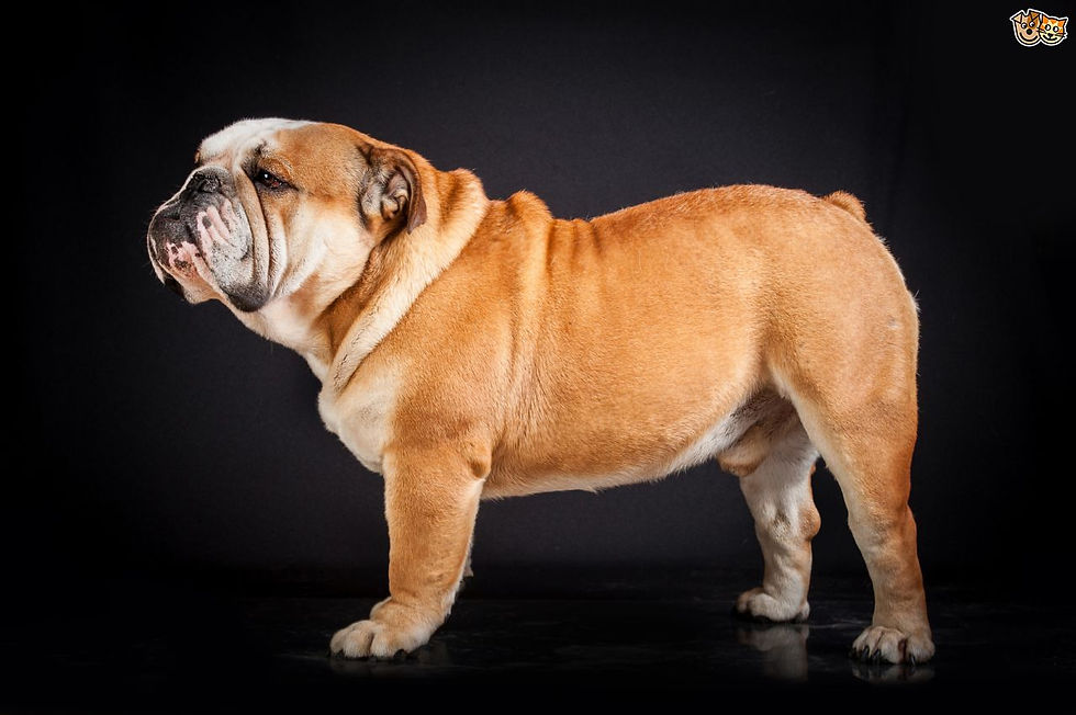 Thumbnail: British bulldog