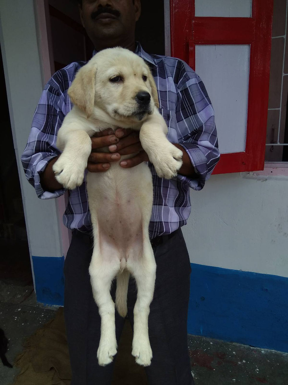 Thumbnail: Labradors: Fawn & Black