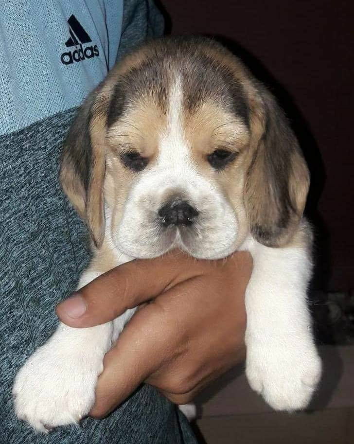 Thumbnail: Beagle Heavy